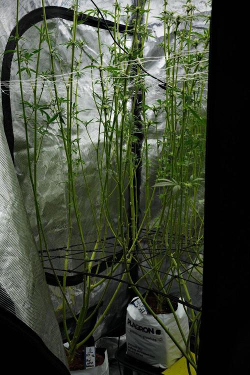 Pheno B Pickle Lemon Haze F1 Zamnesia. Week 9 - done