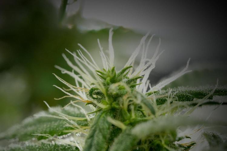 Blueberry  Muffin by Zamnesia Pheno A. Week 11 - BlueBerry Muffin Pheno A