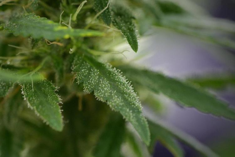 Blueberry  Muffin by Zamnesia Pheno A. Week 11 - BlueBerry Muffin Pheno A