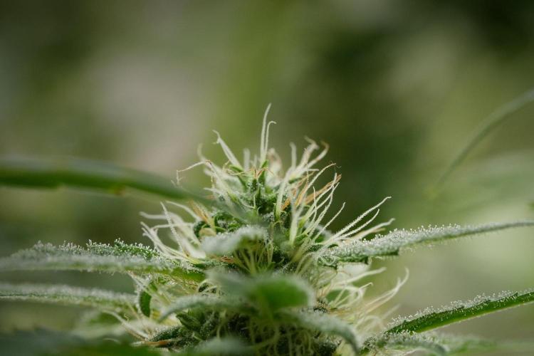 Blueberry  Muffin by Zamnesia Pheno A. Week 11 - BlueBerry Muffin Pheno A