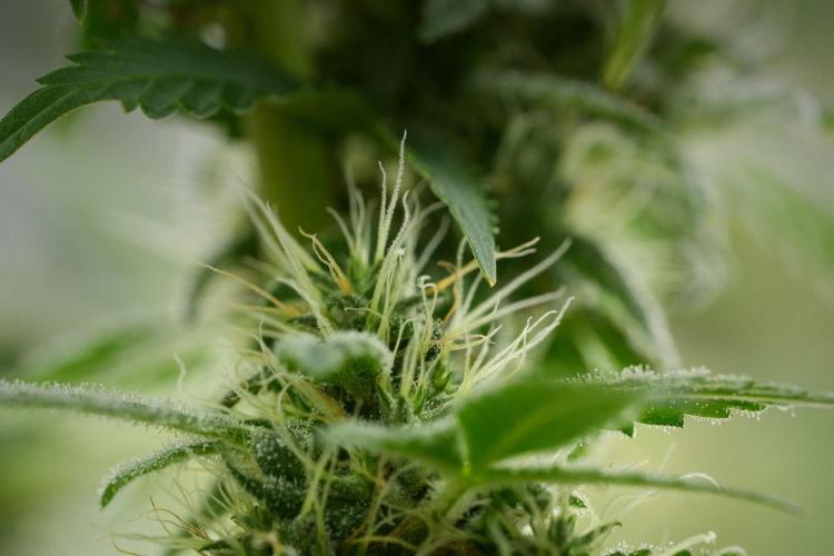 Blueberry  Muffin by Zamnesia Pheno A. Week 11 - BlueBerry Muffin Pheno A