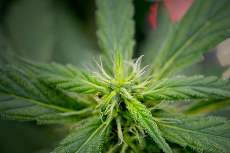 Blueberry  Muffin by Zamnesia Pheno A. Week 11 - BlueBerry Muffin Pheno A
