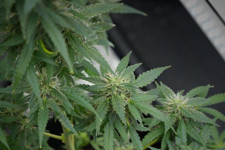 Blueberry  Muffin by Zamnesia Pheno A. Week 11 - BlueBerry Muffin Pheno A