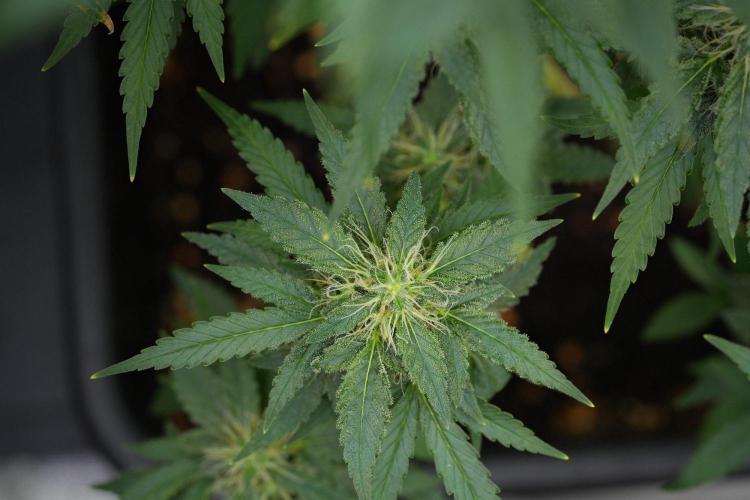 Blueberry  Muffin by Zamnesia Pheno A. Week 11 - BlueBerry Muffin Pheno A