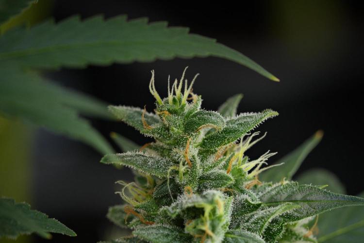 Blueberry  Muffin by Zamnesia Pheno A. Week 11 - BlueBerry Muffin Pheno A