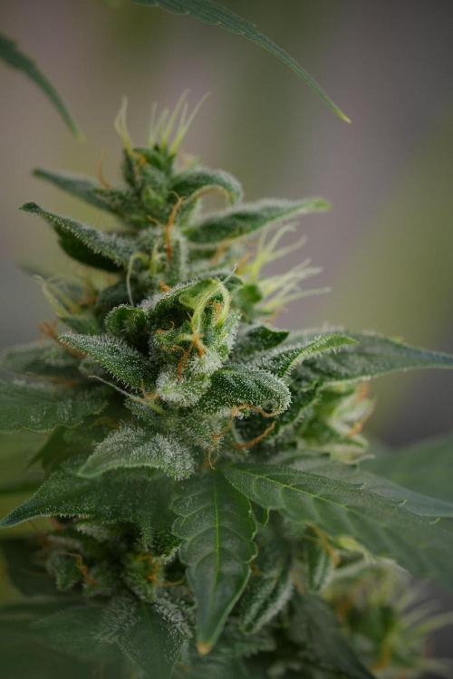 Blueberry  Muffin by Zamnesia Pheno A. Week 11 - BlueBerry Muffin Pheno A