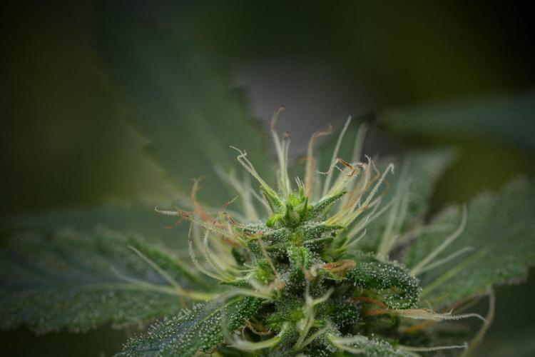 Blueberry  Muffin by Zamnesia Pheno A. Week 11 - BlueBerry Muffin Pheno A