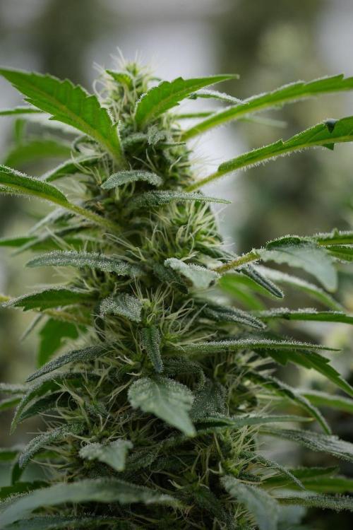Blueberry  Muffin by Zamnesia Pheno A. Week 11 - BlueBerry Muffin Pheno A