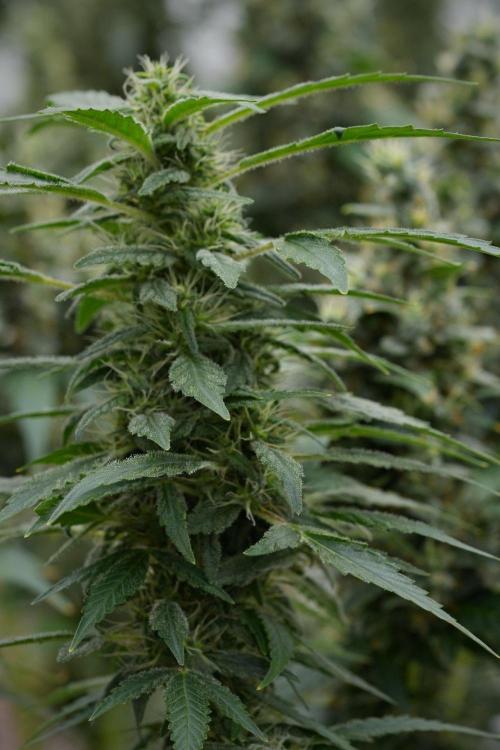 Blueberry  Muffin by Zamnesia Pheno A. Week 11 - BlueBerry Muffin Pheno A