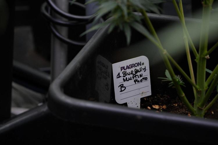 Pheno B Blueberry  Muffin by Zamnesia. Week 11 - Pheno B Blueberry Muffin