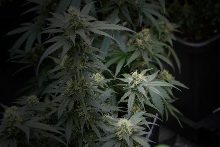 Pheno B Blueberry  Muffin by Zamnesia. Week 11 - Pheno B Blueberry Muffin