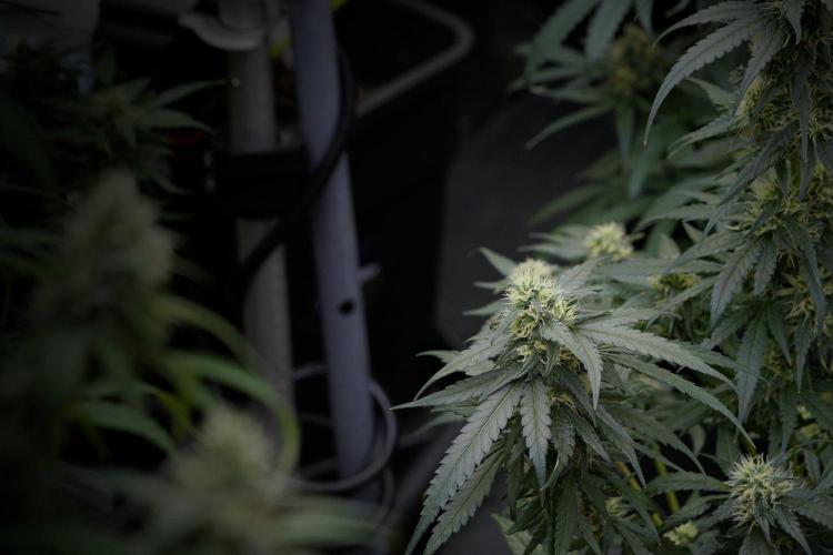 Pheno B Blueberry  Muffin by Zamnesia. Week 11 - Pheno B Blueberry Muffin