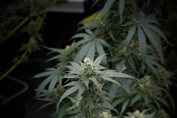 Pheno B Blueberry  Muffin by Zamnesia. Week 11 - Pheno B Blueberry Muffin