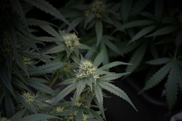 Pheno B Blueberry  Muffin by Zamnesia. Week 11 - Pheno B Blueberry Muffin