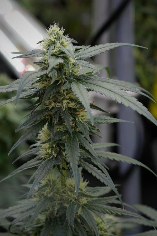 Pheno B Blueberry  Muffin by Zamnesia. Week 11 - Pheno B Blueberry Muffin