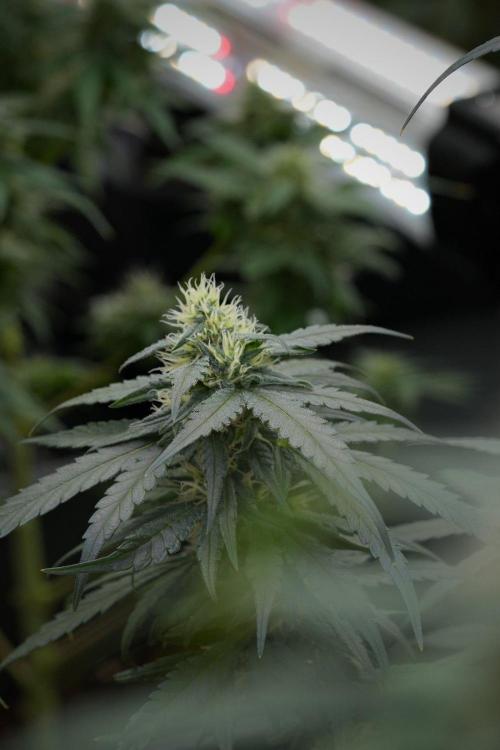Pheno B Blueberry  Muffin by Zamnesia. Week 11 - Pheno B Blueberry Muffin