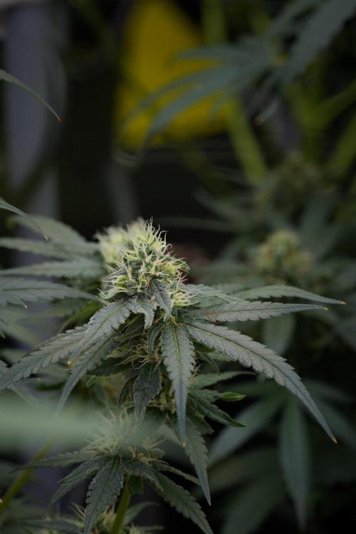 Pheno B Blueberry  Muffin by Zamnesia. Week 11 - Pheno B Blueberry Muffin
