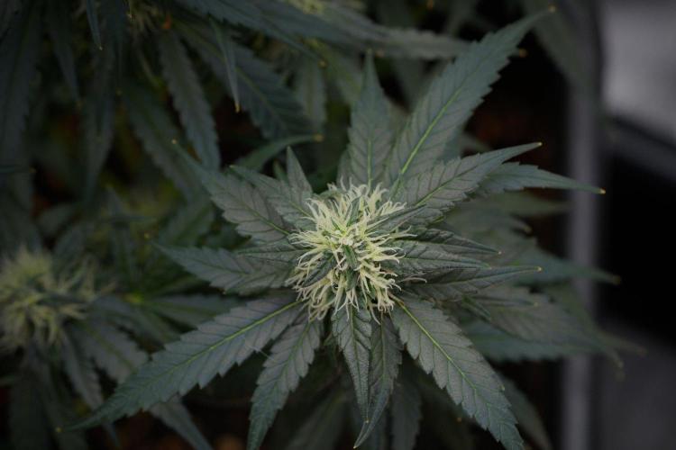 Pheno B Blueberry  Muffin by Zamnesia. Week 11 - Pheno B Blueberry Muffin