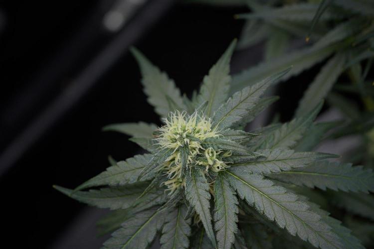 Pheno B Blueberry  Muffin by Zamnesia. Week 11 - Pheno B Blueberry Muffin