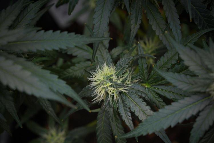 Pheno B Blueberry  Muffin by Zamnesia. Week 11 - Pheno B Blueberry Muffin