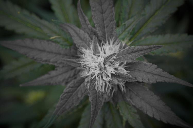 Pheno B Blueberry  Muffin by Zamnesia. Week 11 - Pheno B Blueberry Muffin