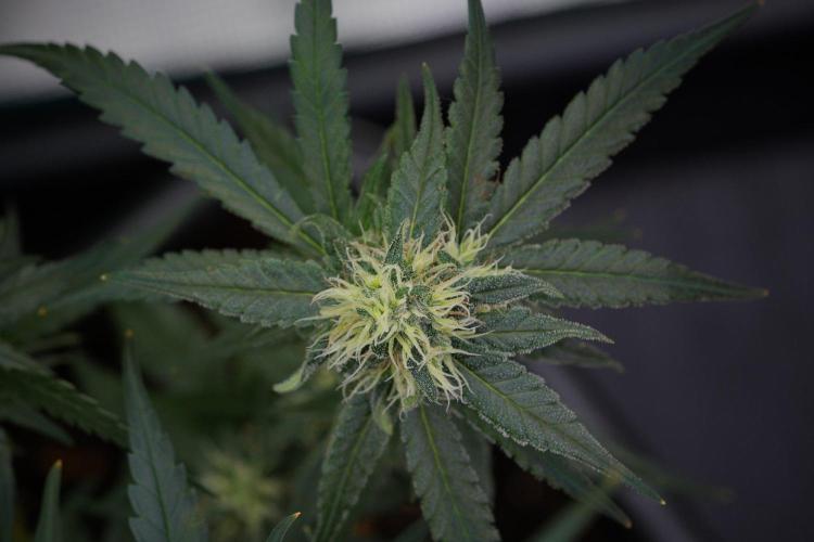 Pheno B Blueberry  Muffin by Zamnesia. Week 11 - Pheno B Blueberry Muffin