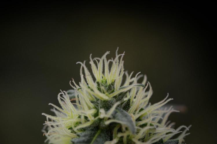 Pheno B Blueberry  Muffin by Zamnesia. Week 11 - Pheno B Blueberry Muffin