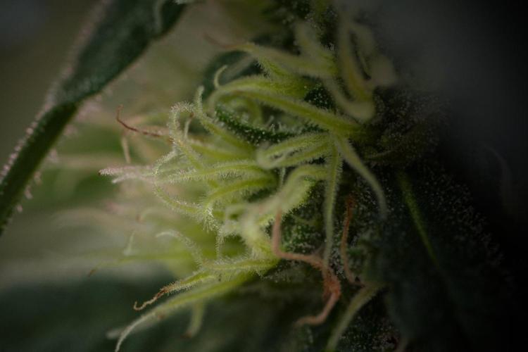 Pheno B Blueberry  Muffin by Zamnesia. Week 11 - Pheno B Blueberry Muffin
