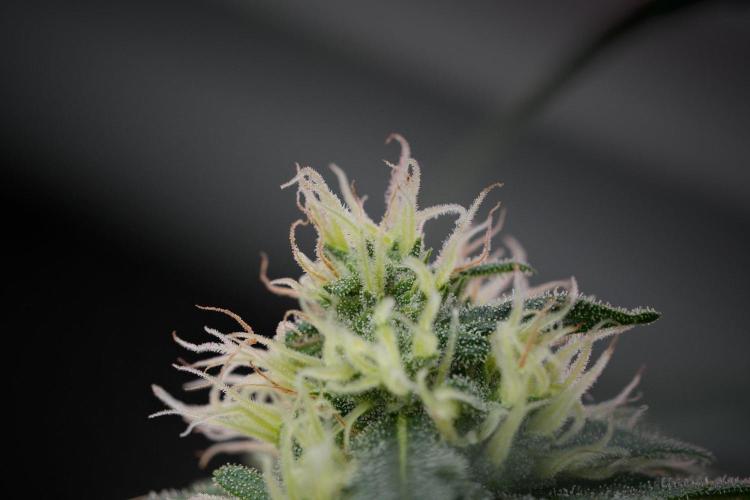 Pheno B Blueberry  Muffin by Zamnesia. Week 11 - Pheno B Blueberry Muffin