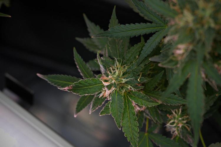 Cash Express By Zamnesia Pheno A. Week 11 - Cash Express Pheno A
