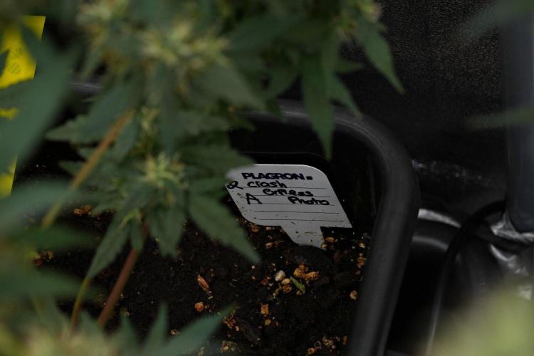 Pheno B Cash Express By Zamnesia. Week 11 - Pheno B Cash Express 