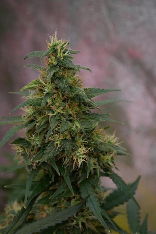 Pheno B Cash Express By Zamnesia. Week 11 - Pheno B Cash Express 