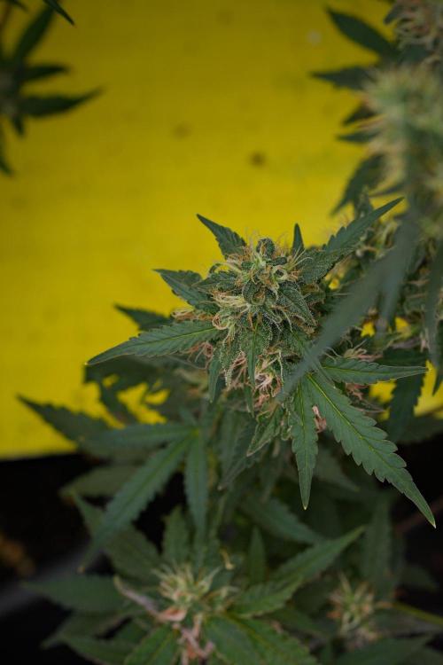 Pheno B Cash Express By Zamnesia. Week 11 - Pheno B Cash Express 