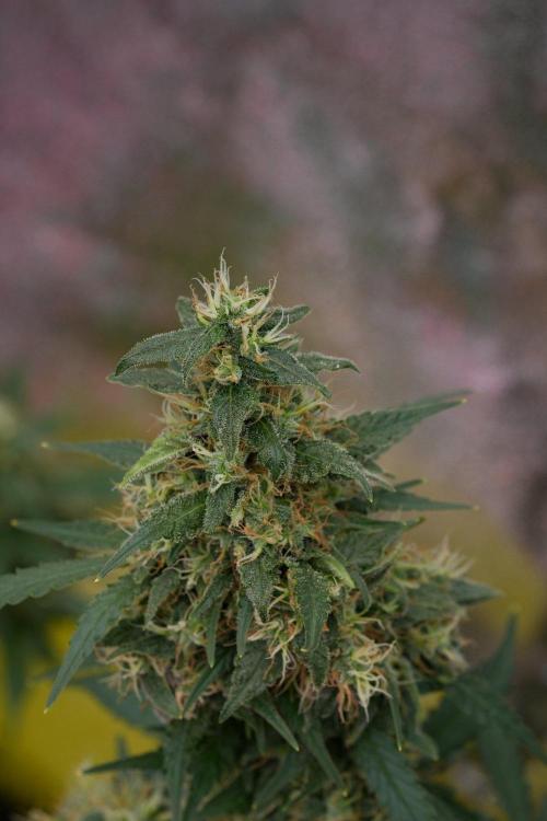 Pheno B Cash Express By Zamnesia. Week 11 - Pheno B Cash Express 