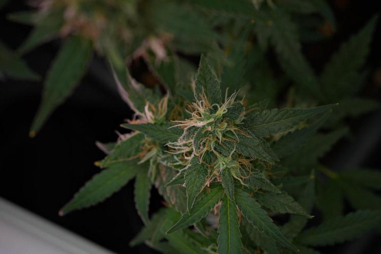 Pheno B Cash Express By Zamnesia. Week 11 - Pheno B Cash Express 