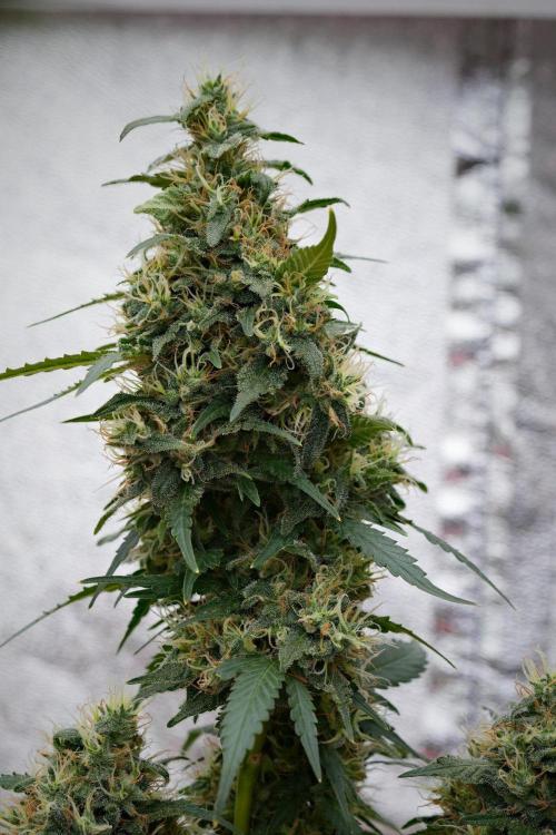 Pheno B Cash Express By Zamnesia. Week 11 - Pheno B Cash Express 