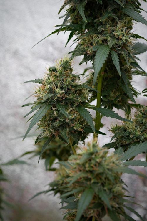 Pheno B Cash Express By Zamnesia. Week 11 - Pheno B Cash Express 