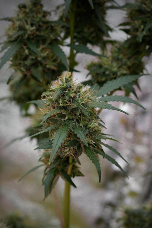 Pheno B Cash Express By Zamnesia. Week 11 - Pheno B Cash Express 