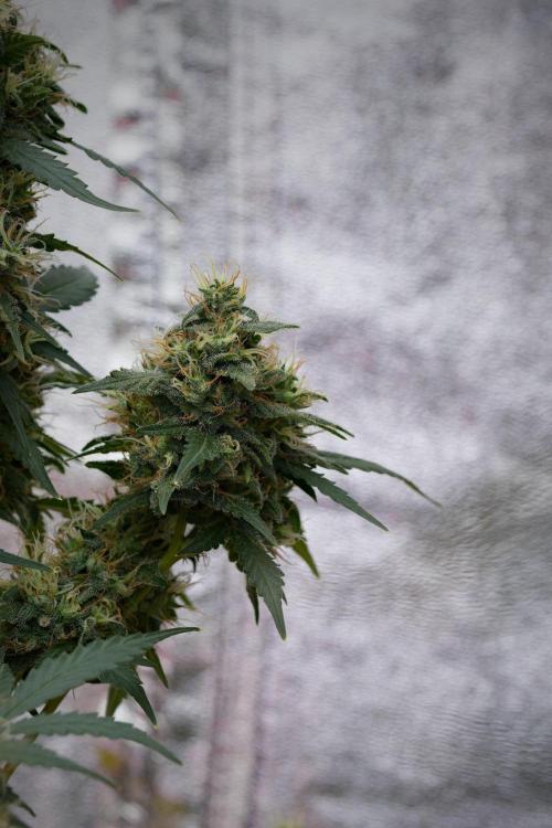 Pheno B Cash Express By Zamnesia. Week 11 - Pheno B Cash Express 