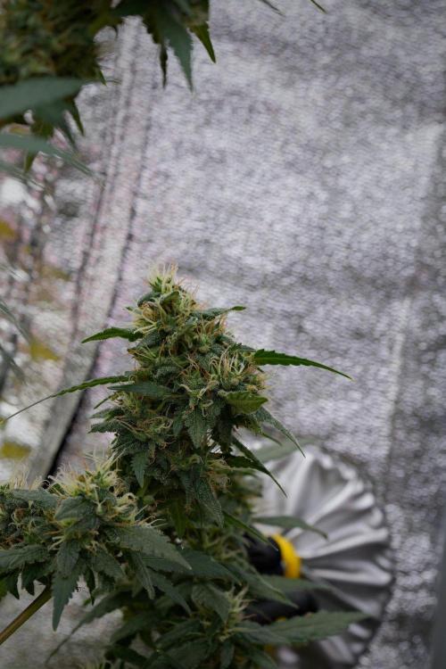 Pheno B Cash Express By Zamnesia. Week 11 - Pheno B Cash Express 