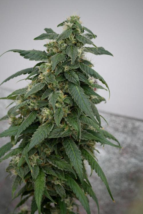 Chem Brulee By Zamnesia Pheno A. Week 11 - Chem Brulee Pheno A 