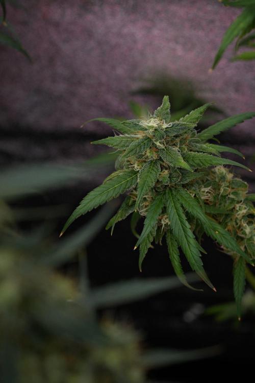Chem Brulee By Zamnesia Pheno A. Week 11 - Chem Brulee Pheno A 