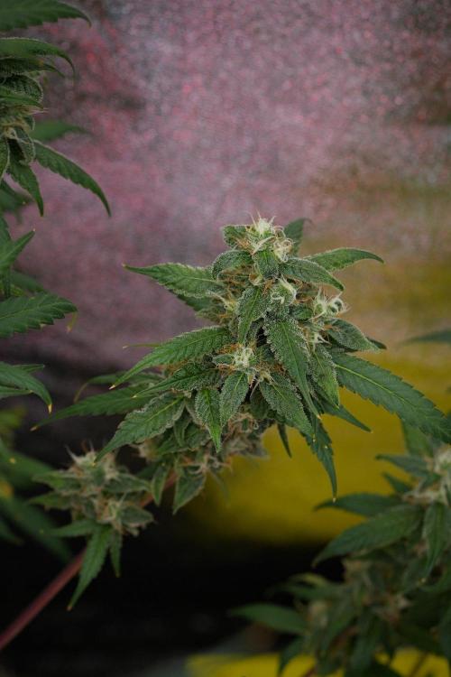 Chem Brulee By Zamnesia Pheno A. Week 11 - Chem Brulee Pheno A 