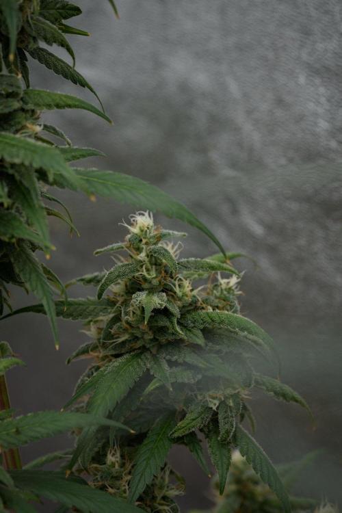 Chem Brulee By Zamnesia Pheno A. Week 11 - Chem Brulee Pheno A 