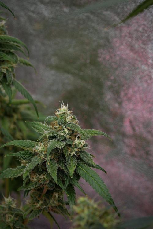 Chem Brulee By Zamnesia Pheno A. Week 11 - Chem Brulee Pheno A 