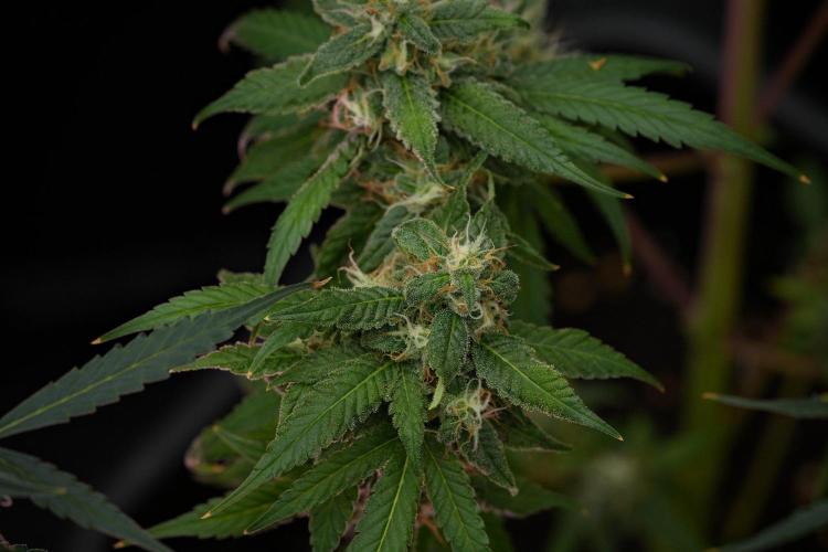Chem Brulee By Zamnesia Pheno A. Week 11 - Chem Brulee Pheno A 