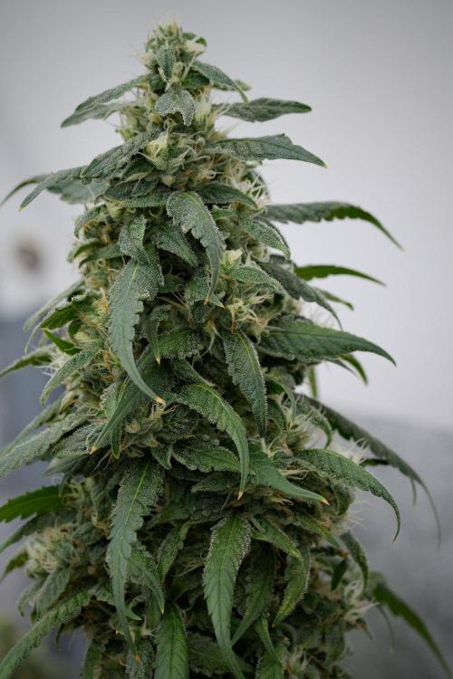 Chem Brulee By Zamnesia Pheno A. Week 11 - Chem Brulee Pheno A 