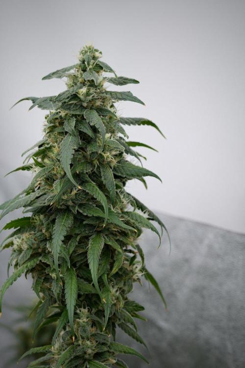 Chem Brulee By Zamnesia Pheno A. Week 11 - Chem Brulee Pheno A 