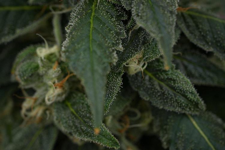 Chem Brulee By Zamnesia Pheno A. Week 11 - Chem Brulee Pheno A 