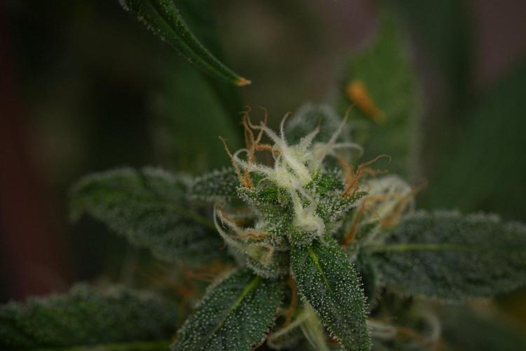 Chem Brulee By Zamnesia Pheno A. Week 11 - Chem Brulee Pheno A 